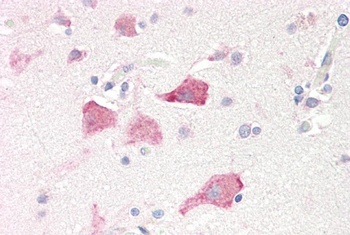 RPS19 Antibody