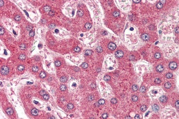 Robo1 Antibody