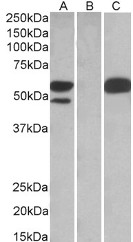 TRIM21 Antibody