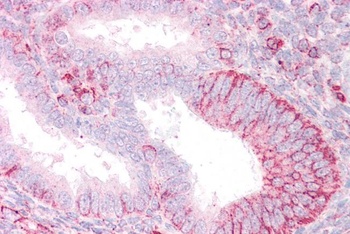 RNF23 Antibody