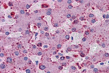 PRODH Antibody