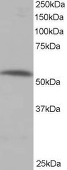 PPP2R5A Antibody