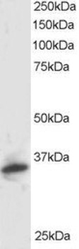 PI31 Antibody