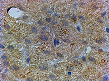 PEX13 Antibody