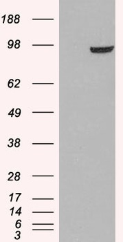 PDE5A Antibody