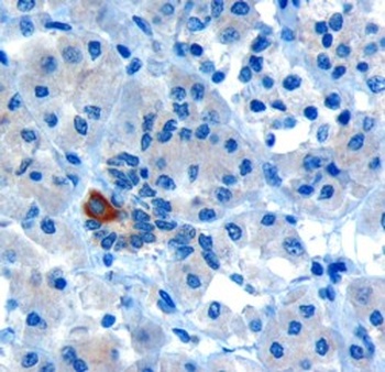 PARD6A Antibody