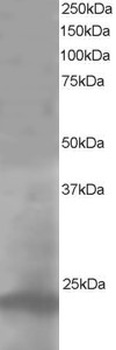 Pallidin Antibody