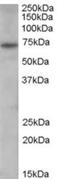 PAD4 Antibody