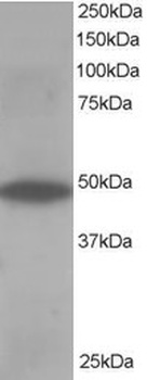 OSBPL1A Antibody