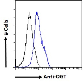 OGT Antibody