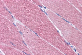 OASIS Antibody