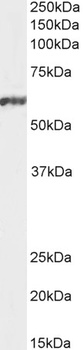 NFIL3 Antibody