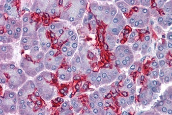 NCDN Antibody