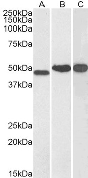 NDRG1 Antibody