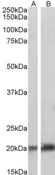 Caveolin-3 Antibody