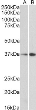 MRG15 Antibody