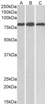 MID2 Antibody