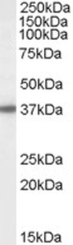 C18orf8 Antibody