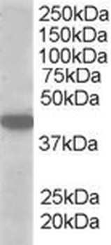 SLC16A7 Antibody
