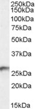 MAN2A1 Antibody