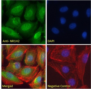 LXR Antibody