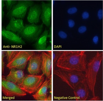 NR1H2 Antibody