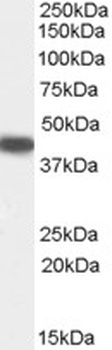 KLK2 Antibody