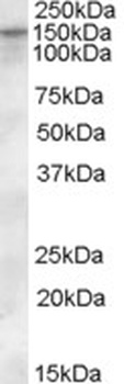 KCC3 Antibody