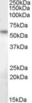 KCC1 Antibody