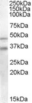 GULP1 Antibody