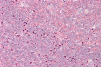 GRASP1 Antibody