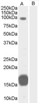 GRAF Antibody