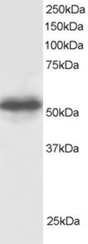 GPS1 Antibody