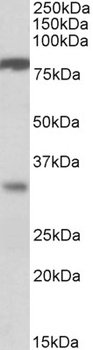 GPR40 Antibody
