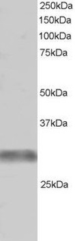 TRIM7 Antibody