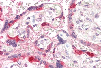 GEF5 Antibody