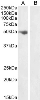 FSTL1 Antibody