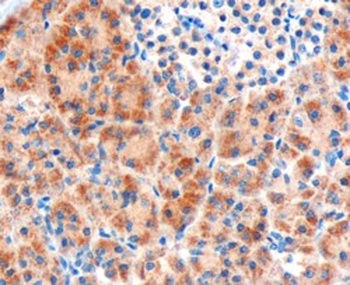 Frizzled 8 Antibody