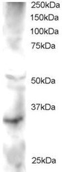 FRAT2 Antibody