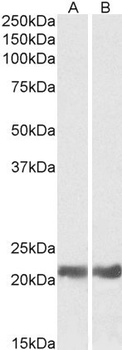 EPB41L2 Antibody