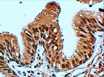 FBXL12 Antibody