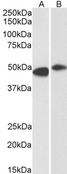 FBXL2 Antibody