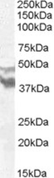 EXOC7 Antibody