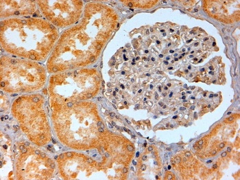 ENPP1 Antibody