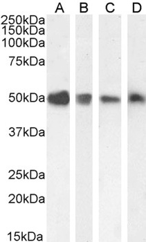 TXNDC5 Antibody