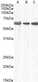 ELF1 Antibody