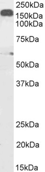 Dynactin Antibody
