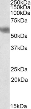 DUSP8 Antibody