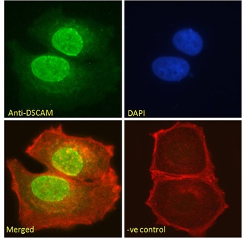 DSCAM Antibody