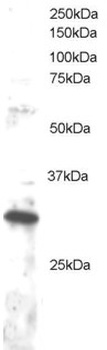 DKK4 Antibody
